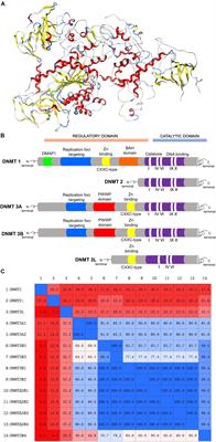 Inhibitors of DNA Methyltransferases From Natural Sources: A Computational Perspective